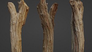3D Scanned Tree trunk model