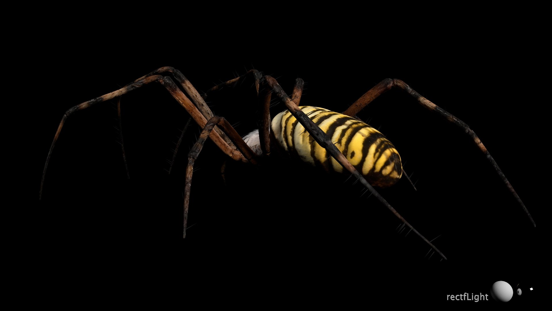 3D model Rigged wasp spider https://p.turbosquid.com/ts-thumb/J6/XV98wA/4T/021/jpg/1672993980/1920x1080/fit_q87/a56d3f71e5f276b4692e8ee1bb2e72d272c12fc0/021.jpg