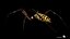 3D model Rigged wasp spider
