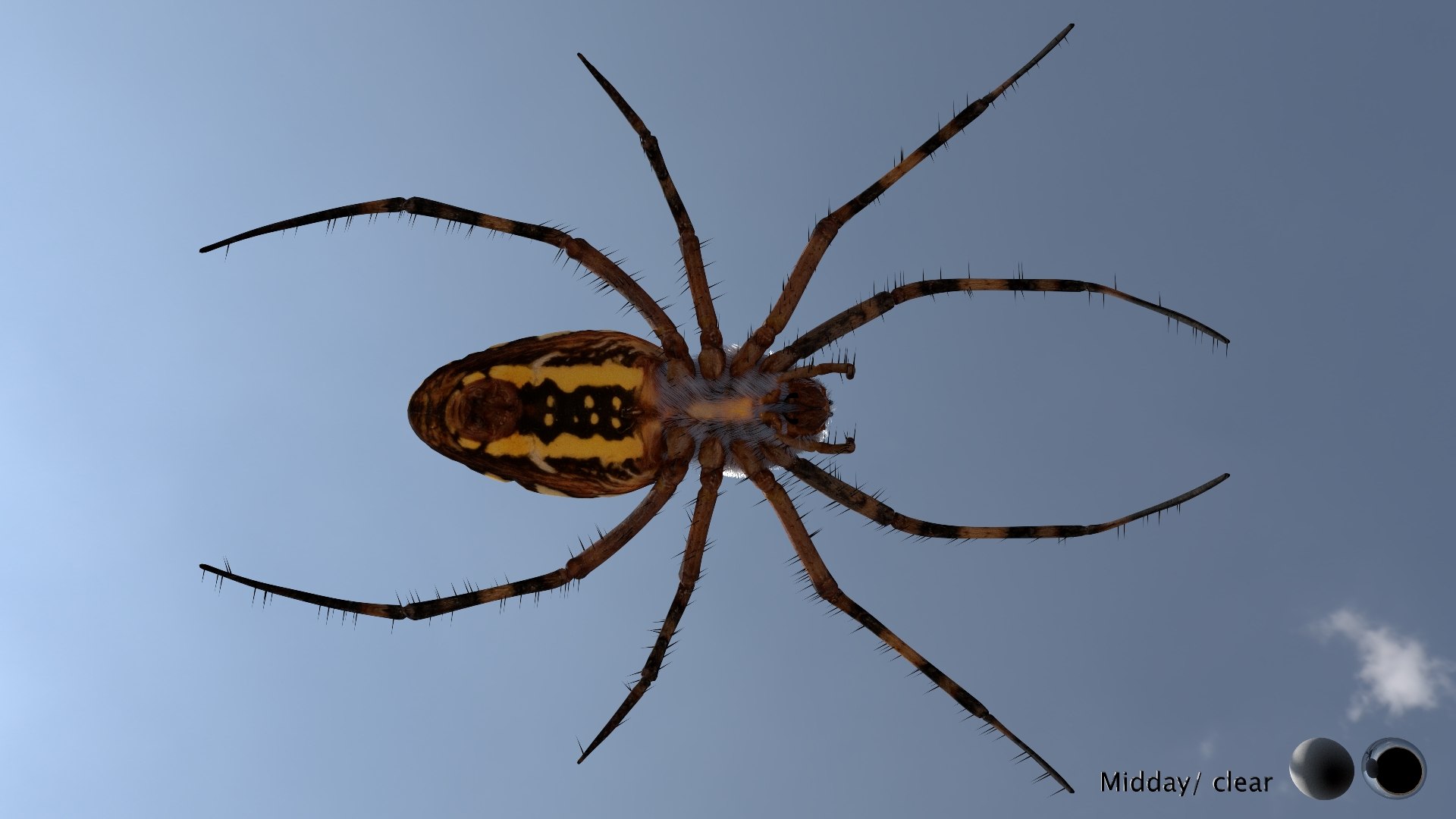 3D model Rigged wasp spider https://p.turbosquid.com/ts-thumb/J6/XV98wA/8l/019/jpg/1672993979/1920x1080/fit_q87/50338a9c5df9ba1b18a8e62396fef9710461d6d0/019.jpg