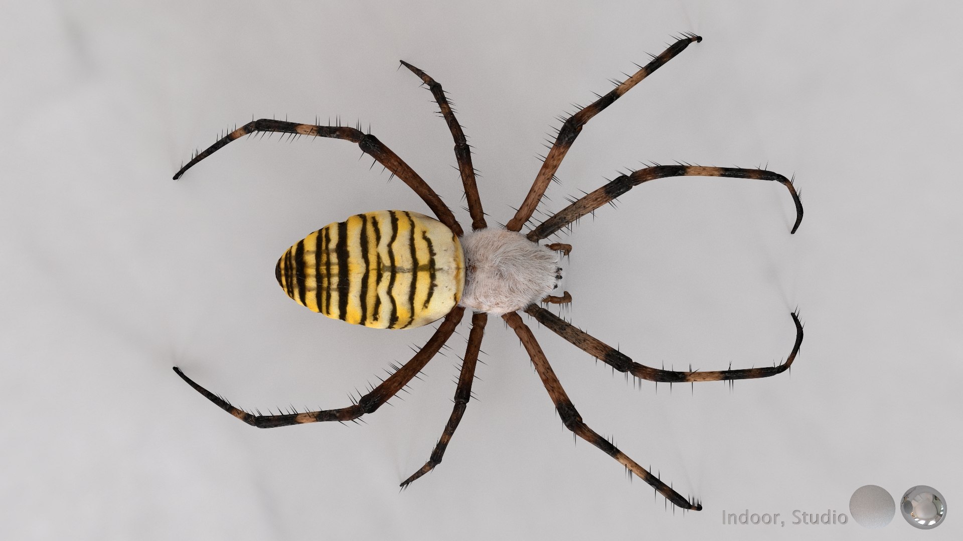3D model Rigged wasp spider https://p.turbosquid.com/ts-thumb/J6/XV98wA/9Q/012/jpg/1672993992/1920x1080/fit_q87/6627dd909cb7fb58c5befda4590eeb749db635ff/012.jpg
