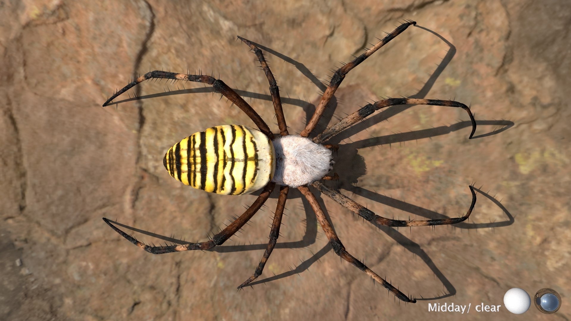 3D model Rigged wasp spider https://p.turbosquid.com/ts-thumb/J6/XV98wA/Nb/018/jpg/1672993979/1920x1080/fit_q87/ed99a7302b9ae042ab47e36182f875b50237e582/018.jpg