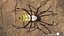 3D model Rigged wasp spider