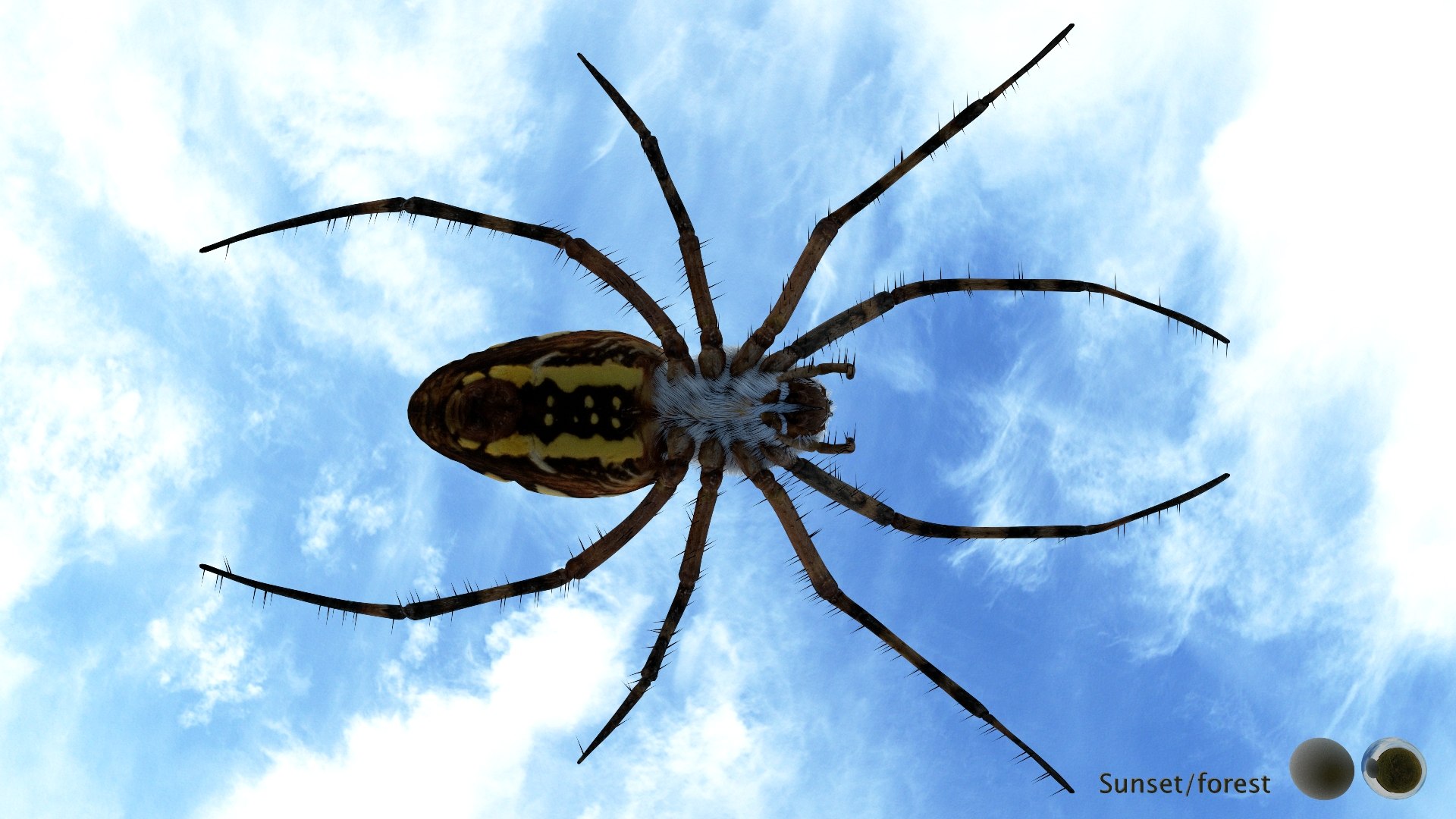 3D model Rigged wasp spider https://p.turbosquid.com/ts-thumb/J6/XV98wA/VR/007/jpg/1672993990/1920x1080/fit_q87/201daff9b05a6e06caafd8783f16f8f8a6cd60c1/007.jpg