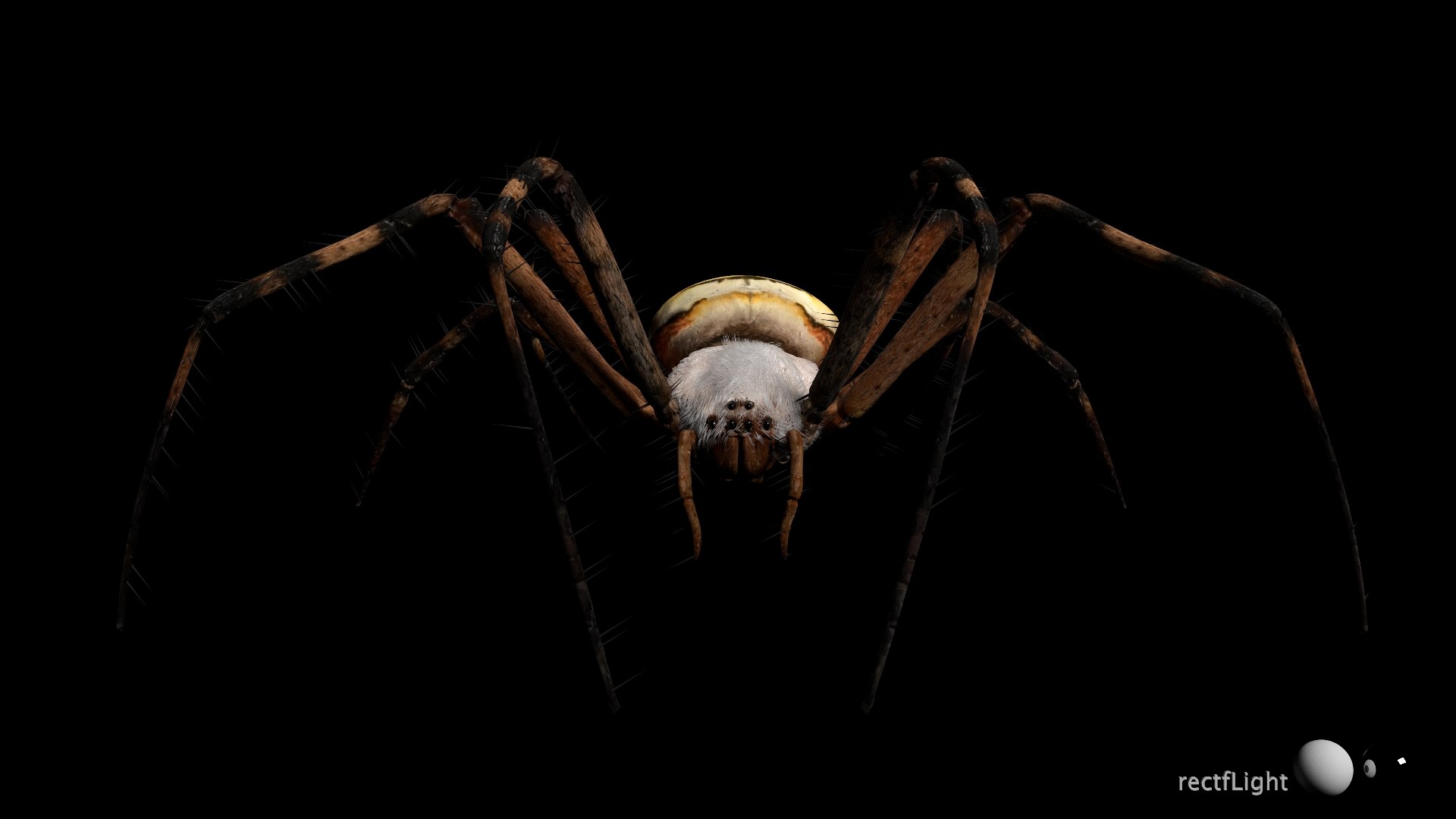 3D model Rigged wasp spider https://p.turbosquid.com/ts-thumb/J6/XV98wA/dZ/020/jpg/1672993980/1920x1080/fit_q87/c66d0601056d287a9e4a61ff0f37f80342db7c52/020.jpg