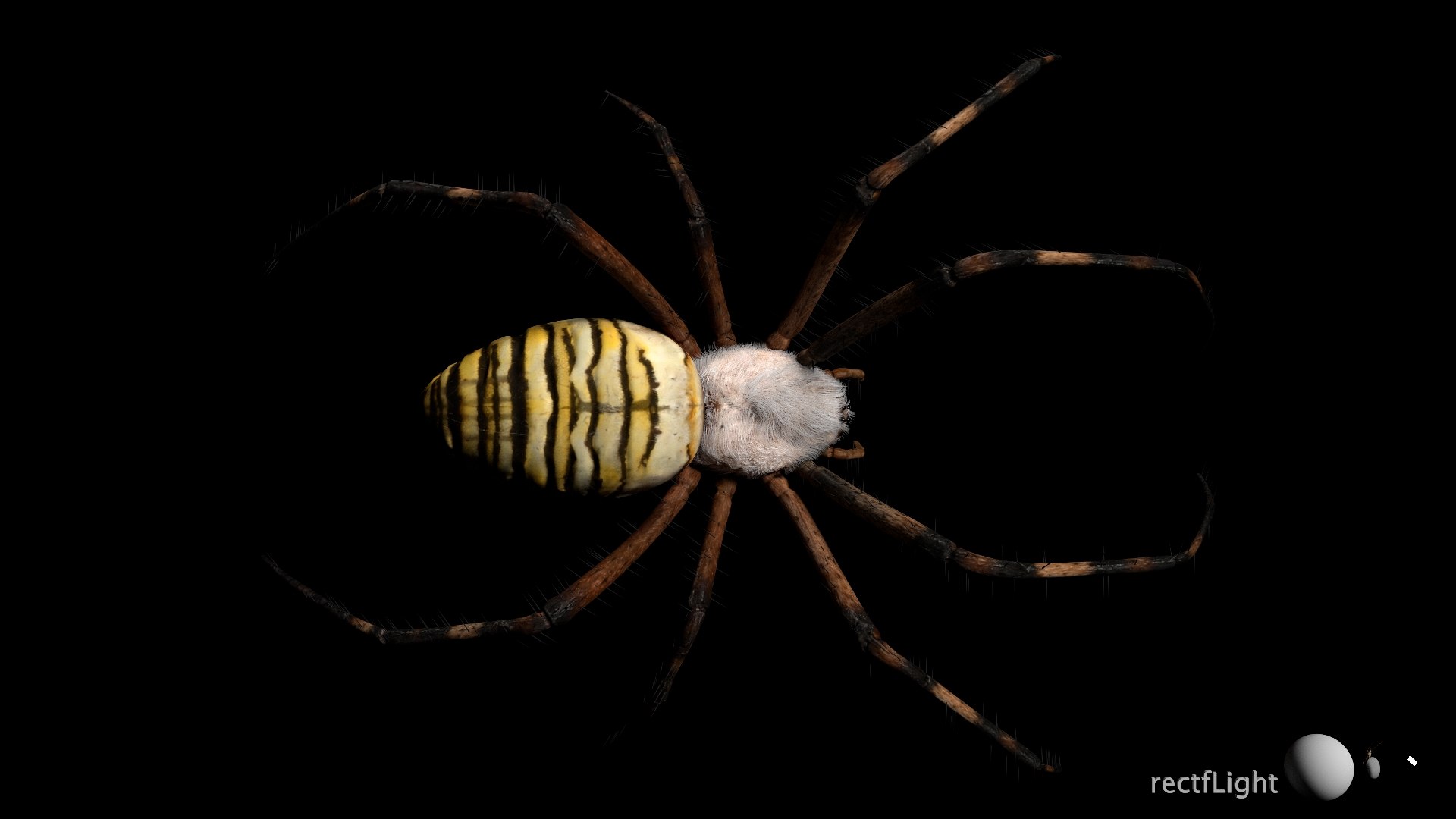 3D model Rigged wasp spider https://p.turbosquid.com/ts-thumb/J6/XV98wA/jx/024/jpg/1672993982/1920x1080/fit_q87/190ba949675c1e26c1816611a8bfe4760eb7b1f5/024.jpg