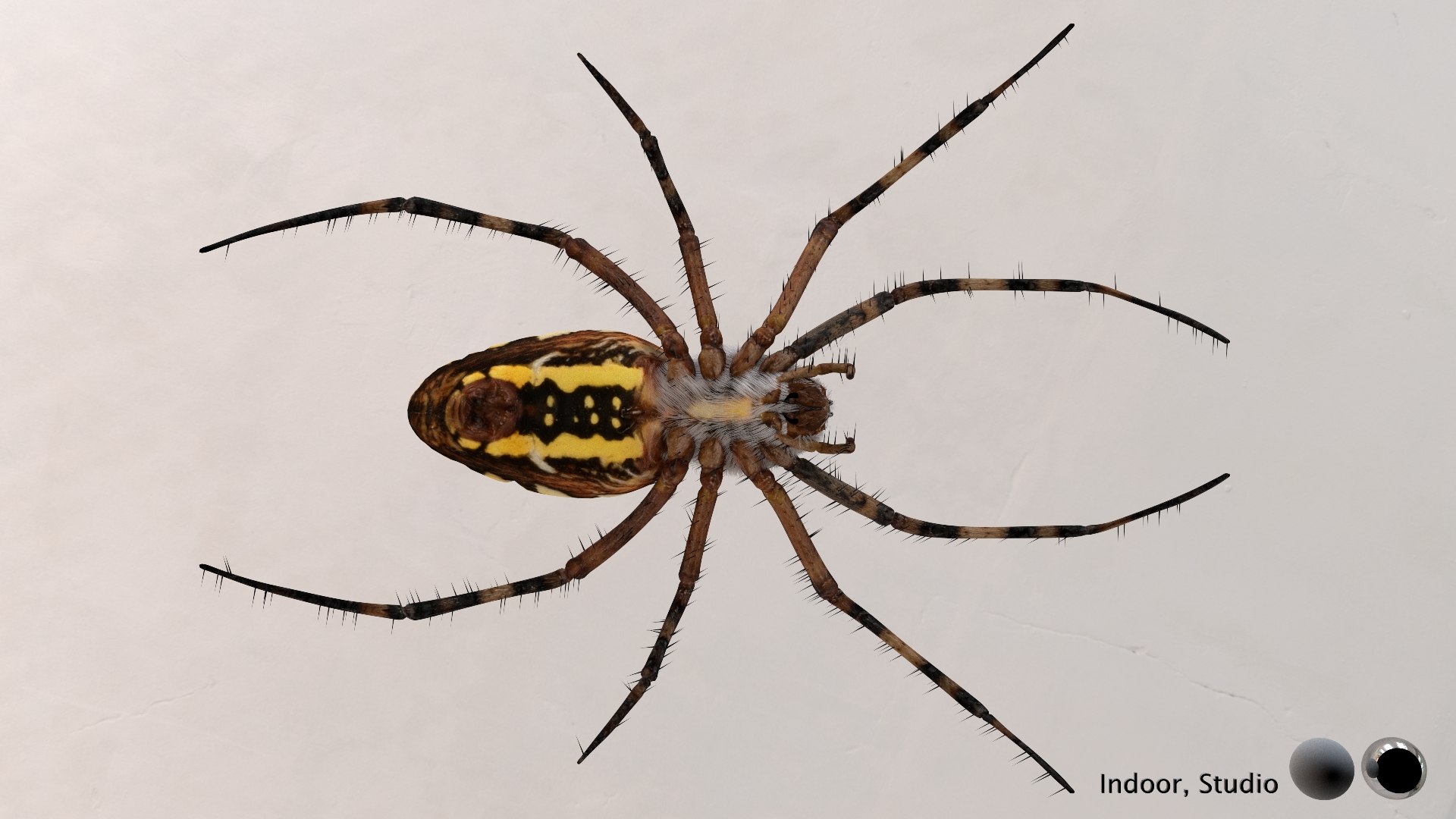 3D model Rigged wasp spider https://p.turbosquid.com/ts-thumb/J6/XV98wA/o5/013/jpg/1672993975/1920x1080/fit_q87/2bf65e175710732c1def716d414d0942fa822afc/013.jpg