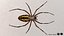3D model Rigged wasp spider