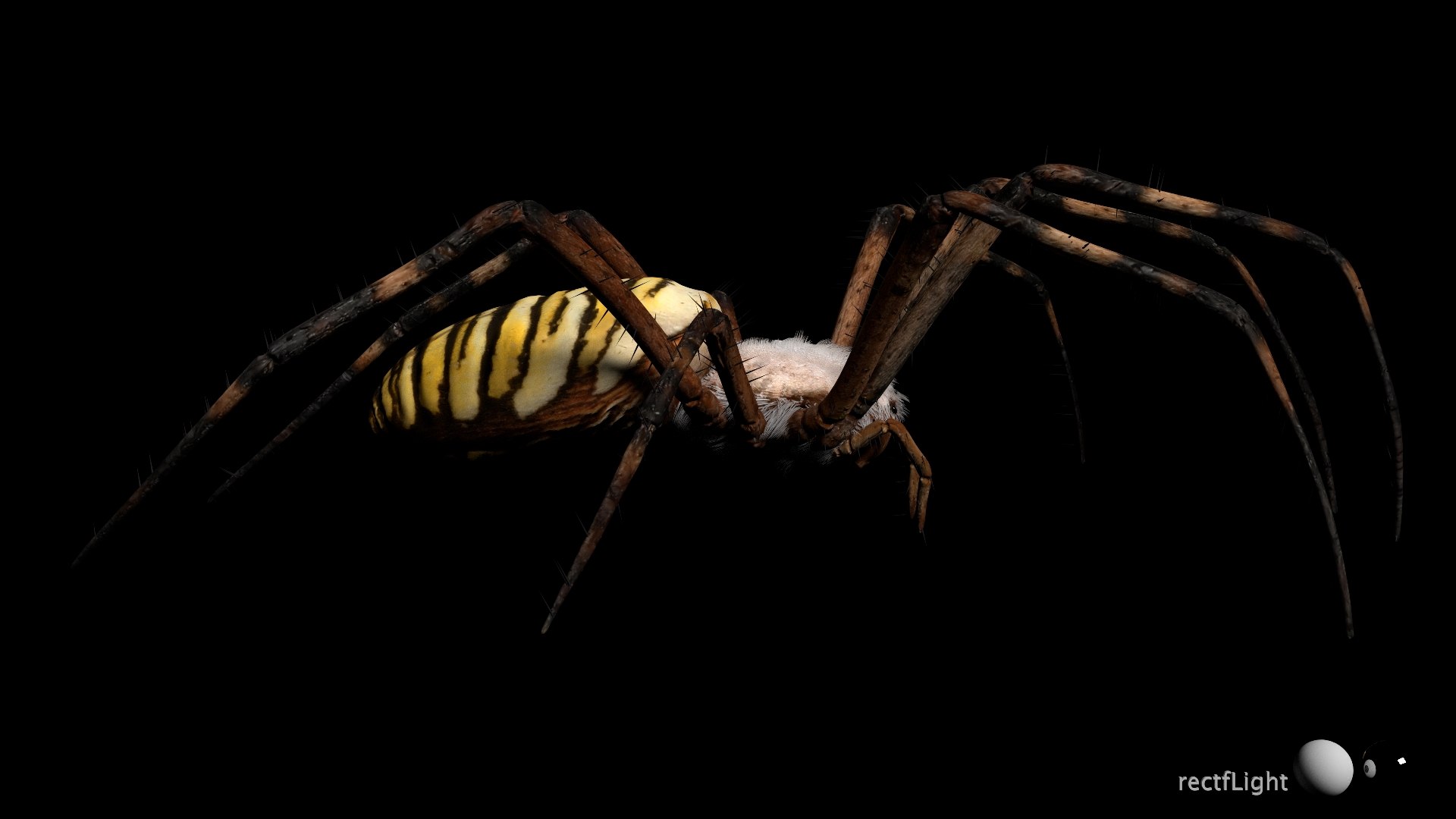 3D model Rigged wasp spider https://p.turbosquid.com/ts-thumb/J6/XV98wA/xp/022/jpg/1672993981/1920x1080/fit_q87/ad1dc458dd9a88eefde7b47fa9b500f9d8bf2582/022.jpg