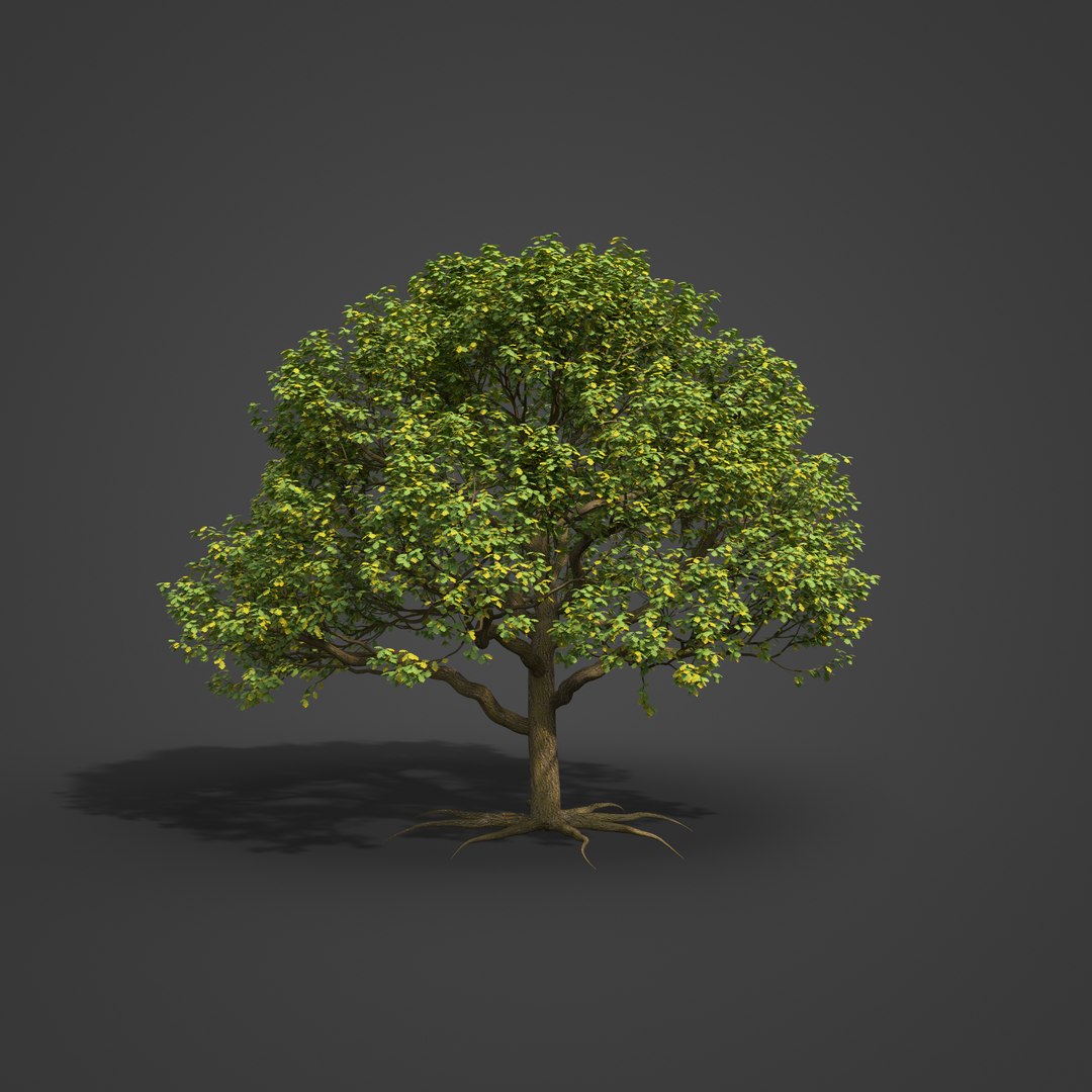 3D 2021 PBR English Oak Collection - Quercus Robur https://p.turbosquid.com/ts-thumb/J6/Y9oubR/IA/eu14_all_rbt_v001_1003/jpg/1626743699/1920x1080/fit_q87/874b0392c87926736aa148bb36d67136adf52f7e/eu14_all_rbt_v001_1003.jpg