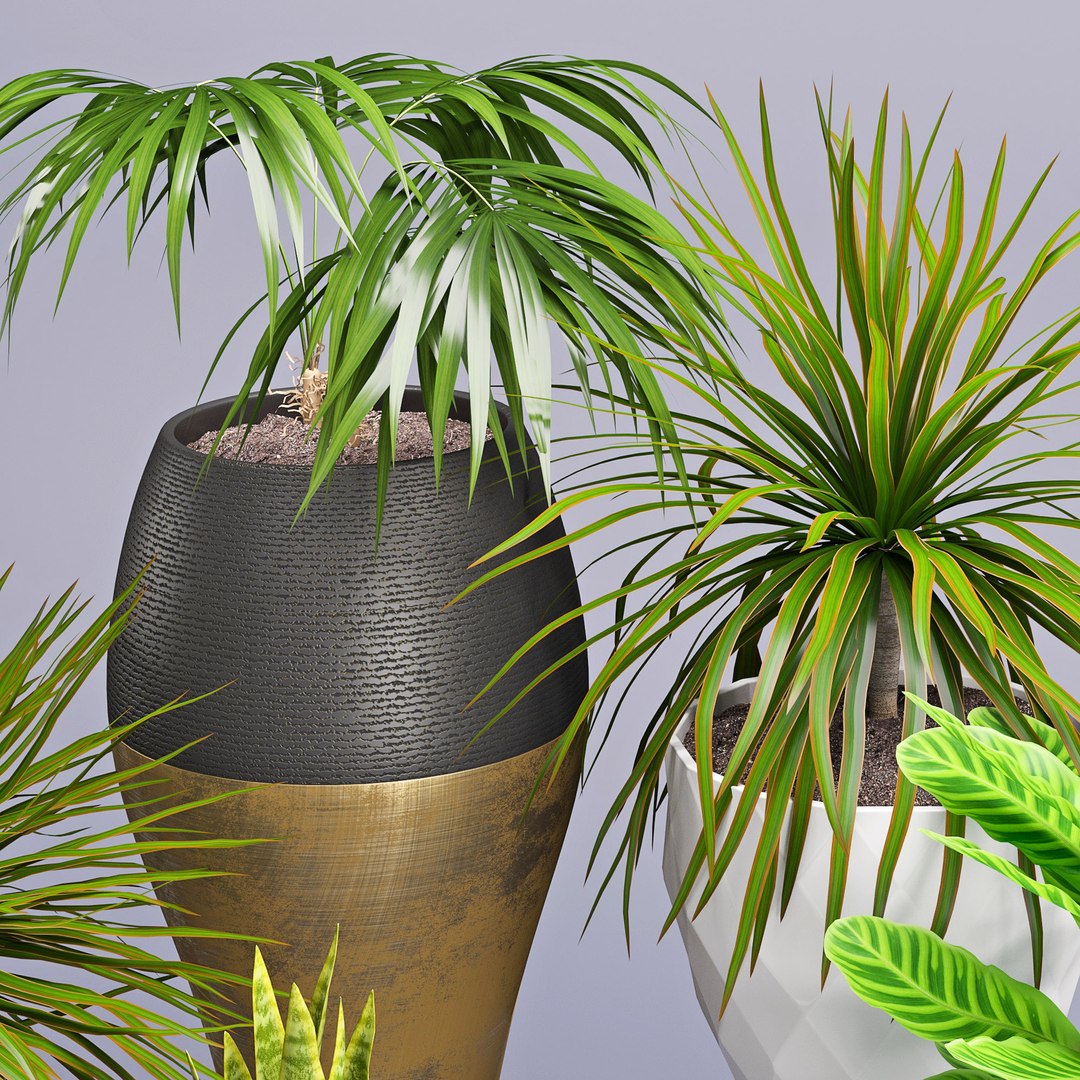 3D model houseplant 28 https://p.turbosquid.com/ts-thumb/J6/l65phV/44dy6zxG/3/jpg/1531972221/1920x1080/fit_q87/1dfa91b9bcb1419acd555b13b490819e430c197a/3.jpg