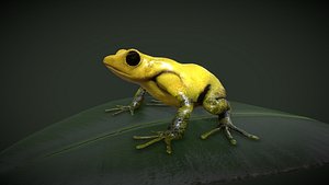 3D Golden Poison Frog - low poly model
