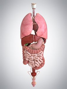 3D internal human organs liver model
