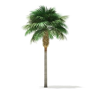 sabal palm tree 3D model