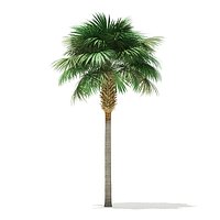 Sabal Palm Tree 3D Model 9.2m