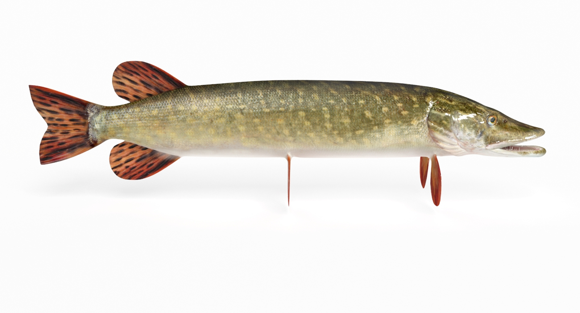 Pike Fish Animation 3d Model