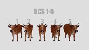 BCS1-5 CowHigh Poly