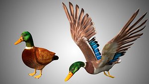Mallard 2 Versions one flying and sitting rigged low poly