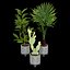 3D model indoor plant