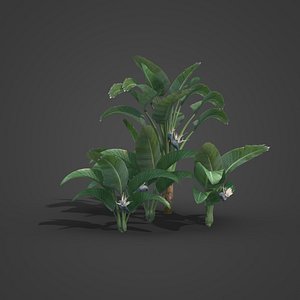 2021 PBR Giant White Bird of Paradise Collection - Strelitzia Nicolai