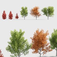 Liquidambar styraciflua - American sweetgum 3D model