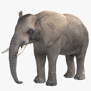 Elephant model