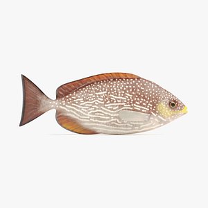 Java Rabbitfish