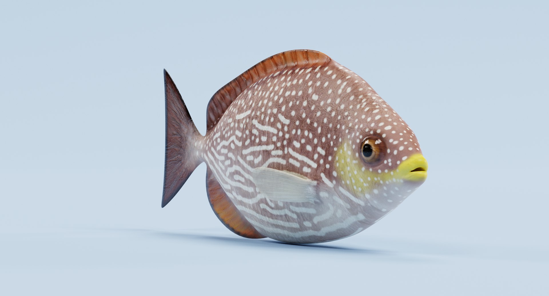 Java Rabbitfish 3D Model - TurboSquid 1246664