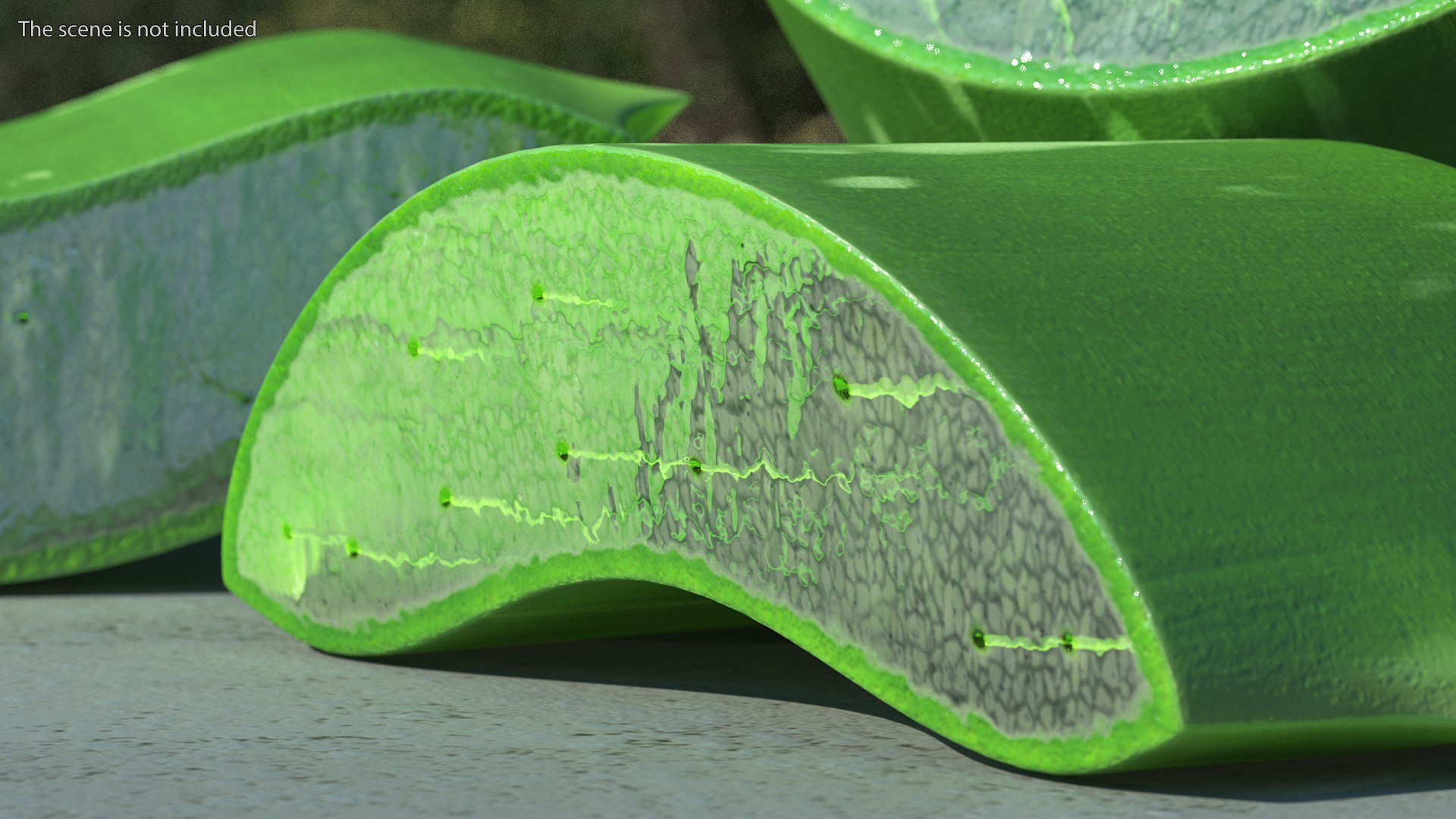pieces aloe vera 3D model https://p.turbosquid.com/ts-thumb/J7/xnS9dL/5B/aloepieces3dsmodel004/jpg/1617083704/1920x1080/fit_q87/6601f4bbfd79b4e6376b104fd915ee6ef7bd075c/aloepieces3dsmodel004.jpg