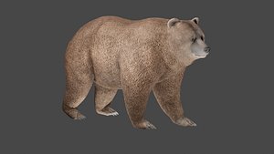 Bear Realestic 3d model model
