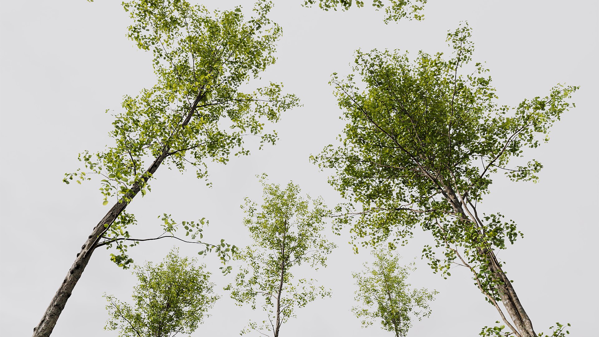 3D Spring Trees 03 Model - TurboSquid 2150011