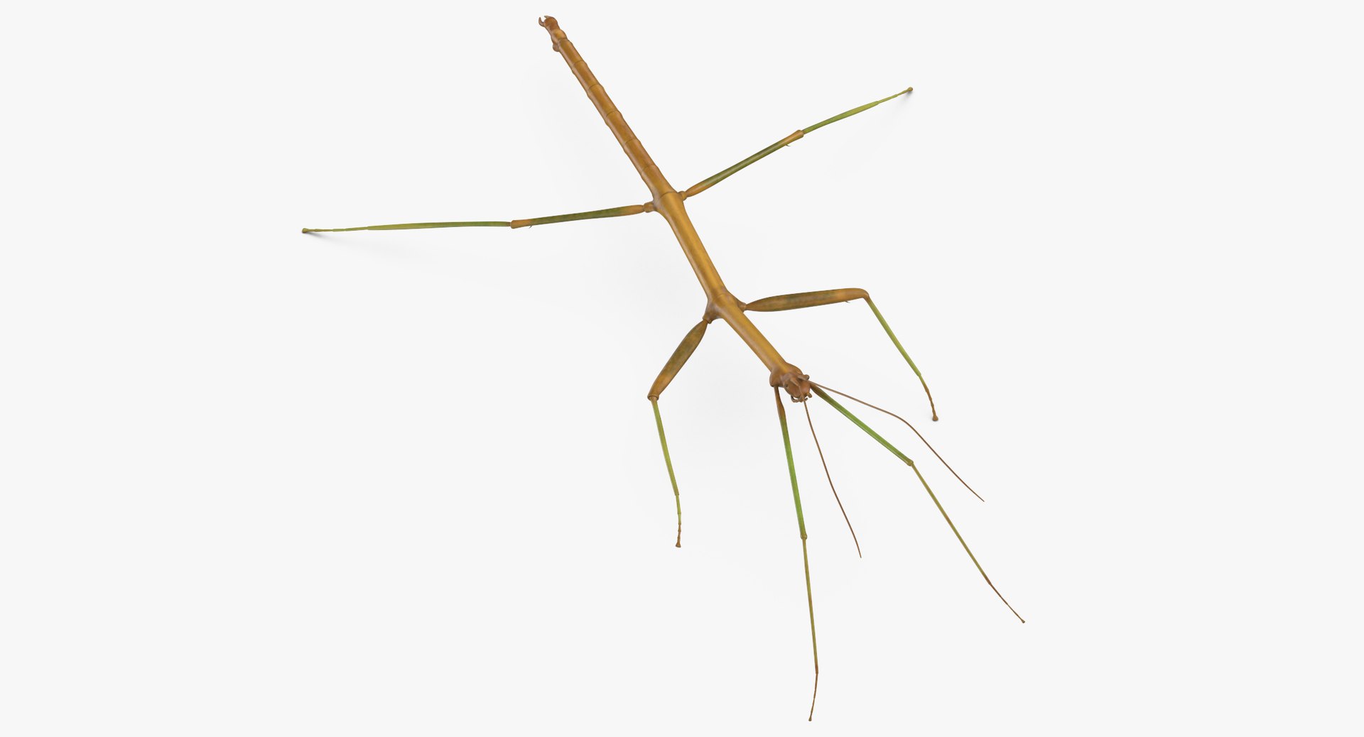 walkingstick standing 3D https://p.turbosquid.com/ts-thumb/J8/KHtHCO/25K0B0Xa/walkingstick_standing_thumbnail_0001/jpg/1549463334/1920x1080/fit_q87/e5e51db3b8a81177103cc88e4b6c47eed00e12b3/walkingstick_standing_thumbnail_0001.jpg