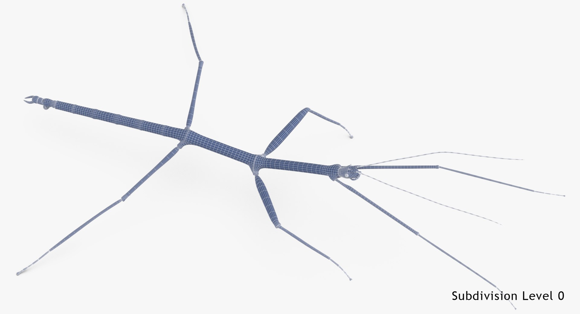 walkingstick standing 3D https://p.turbosquid.com/ts-thumb/J8/KHtHCO/4CUw0hjJ/walkingstick_standing_wireframe_subdiv_0/jpg/1549463335/1920x1080/fit_q87/7d3178dcff200bf586cfa922ac45d44d744d9ee8/walkingstick_standing_wireframe_subdiv_0.jpg