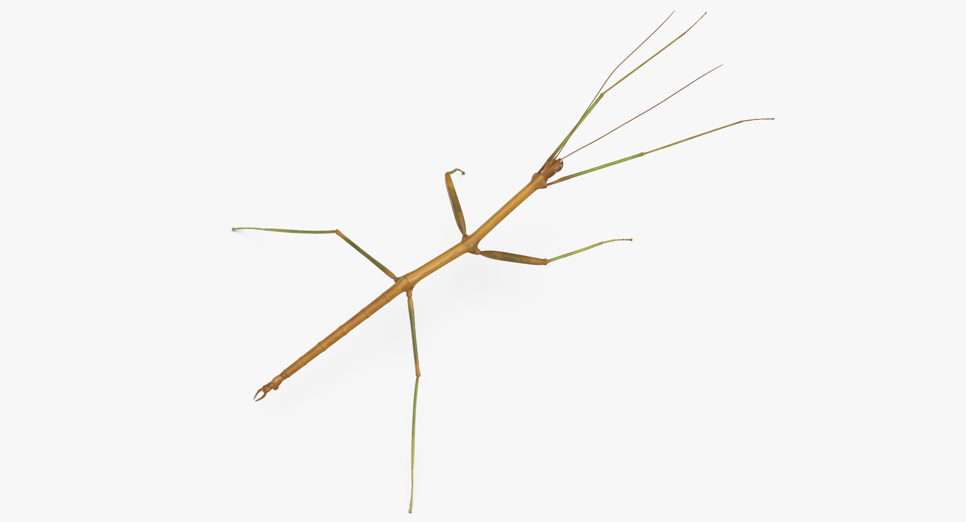 walkingstick standing 3D https://p.turbosquid.com/ts-thumb/J8/KHtHCO/4LZ3wOaG/walkingstick_standing_thumbnail_0002/jpg/1549463334/1920x1080/fit_q87/bcb2e509b29a780ac3ab96f7fa6cad4af0d5eb88/walkingstick_standing_thumbnail_0002.jpg