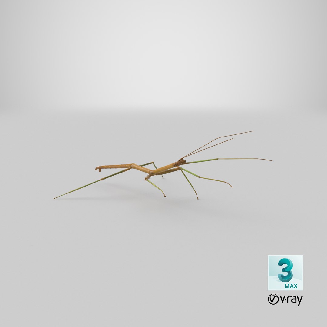 walkingstick standing 3D https://p.turbosquid.com/ts-thumb/J8/KHtHCO/68HVvQ7K/stemcell_max_vray_render/png/1568898945/1920x1080/fit_q87/4cae47aa94404b937f089d673496a2cfead7d23e/stemcell_max_vray_render.jpg