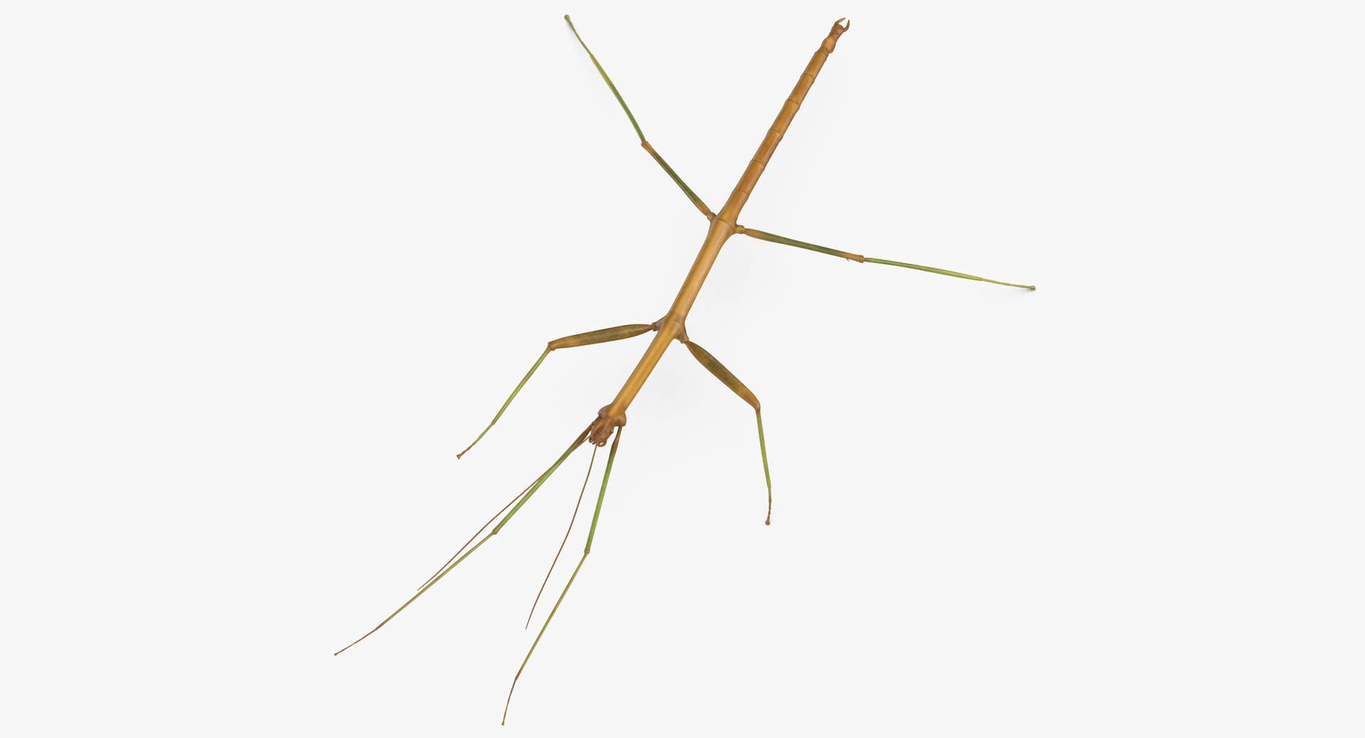 walkingstick standing 3D https://p.turbosquid.com/ts-thumb/J8/KHtHCO/8SuZsuwL/walkingstick_standing_thumbnail_0004/jpg/1549463334/1920x1080/fit_q87/58f8320cb026ded194366f8452e5b15dd1867195/walkingstick_standing_thumbnail_0004.jpg