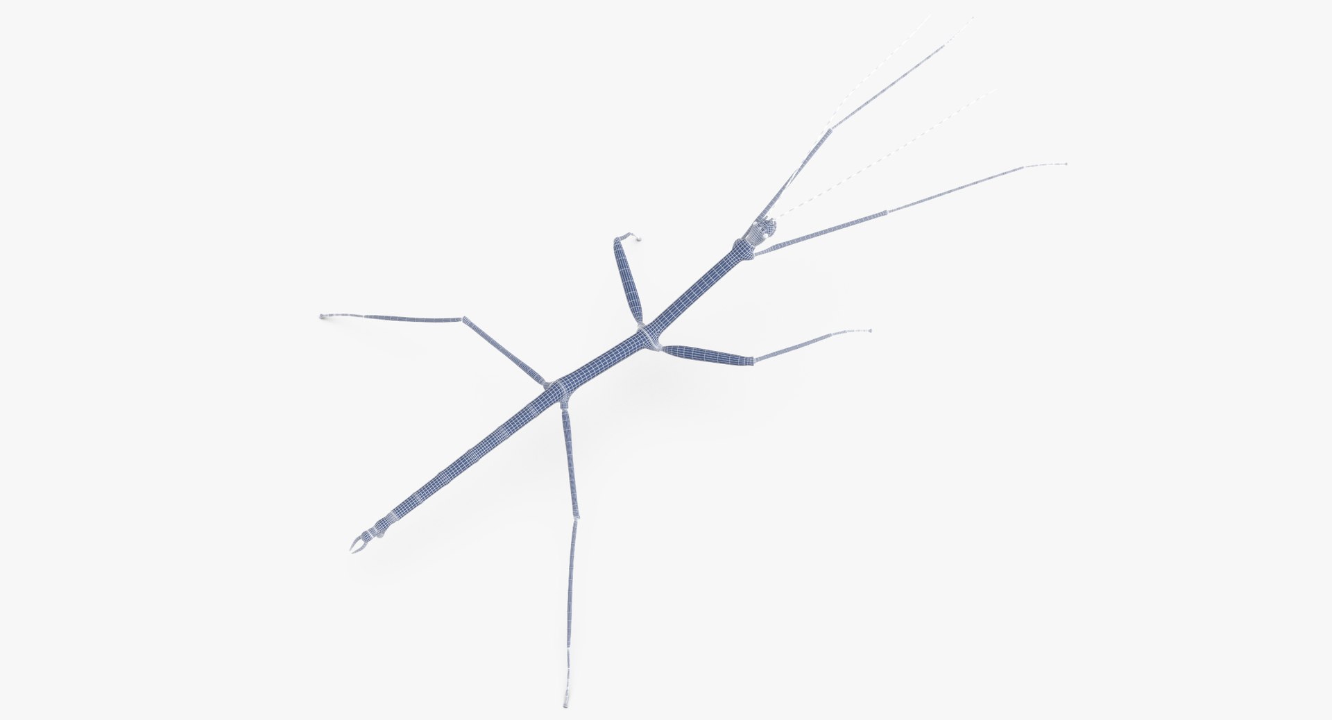 walkingstick standing 3D https://p.turbosquid.com/ts-thumb/J8/KHtHCO/BZa7vJTA/walkingstick_standing_wireframe_0002/jpg/1549463335/1920x1080/fit_q87/d5b89e29f55a27b5f69846e11919a78719fe6986/walkingstick_standing_wireframe_0002.jpg
