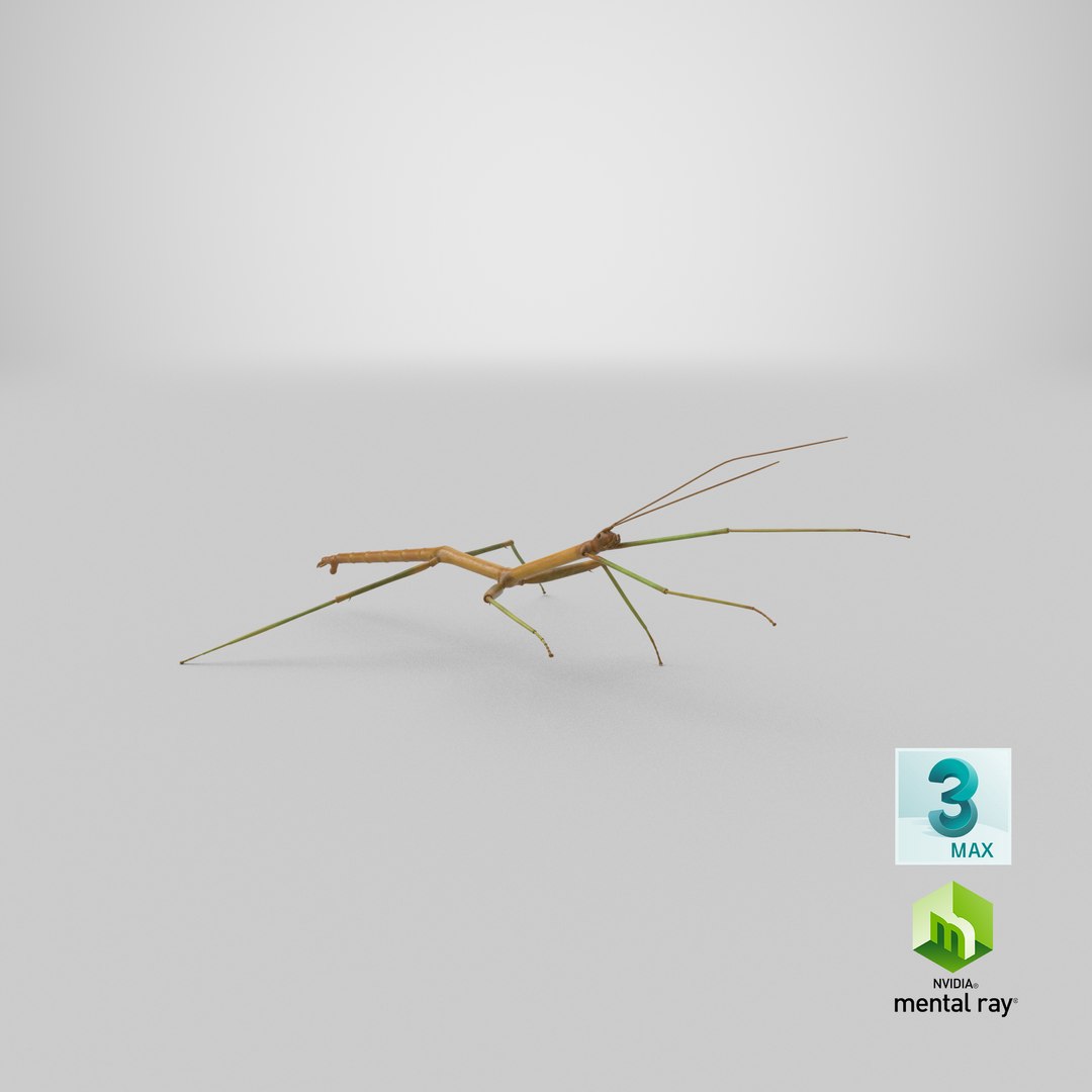 walkingstick standing 3D https://p.turbosquid.com/ts-thumb/J8/KHtHCO/MMqCySbj/stemcell_max_mental_ray_render/png/1568898942/1920x1080/fit_q87/ba8e0d43fd4a2441b2a9211040aa13677ca5f400/stemcell_max_mental_ray_render.jpg