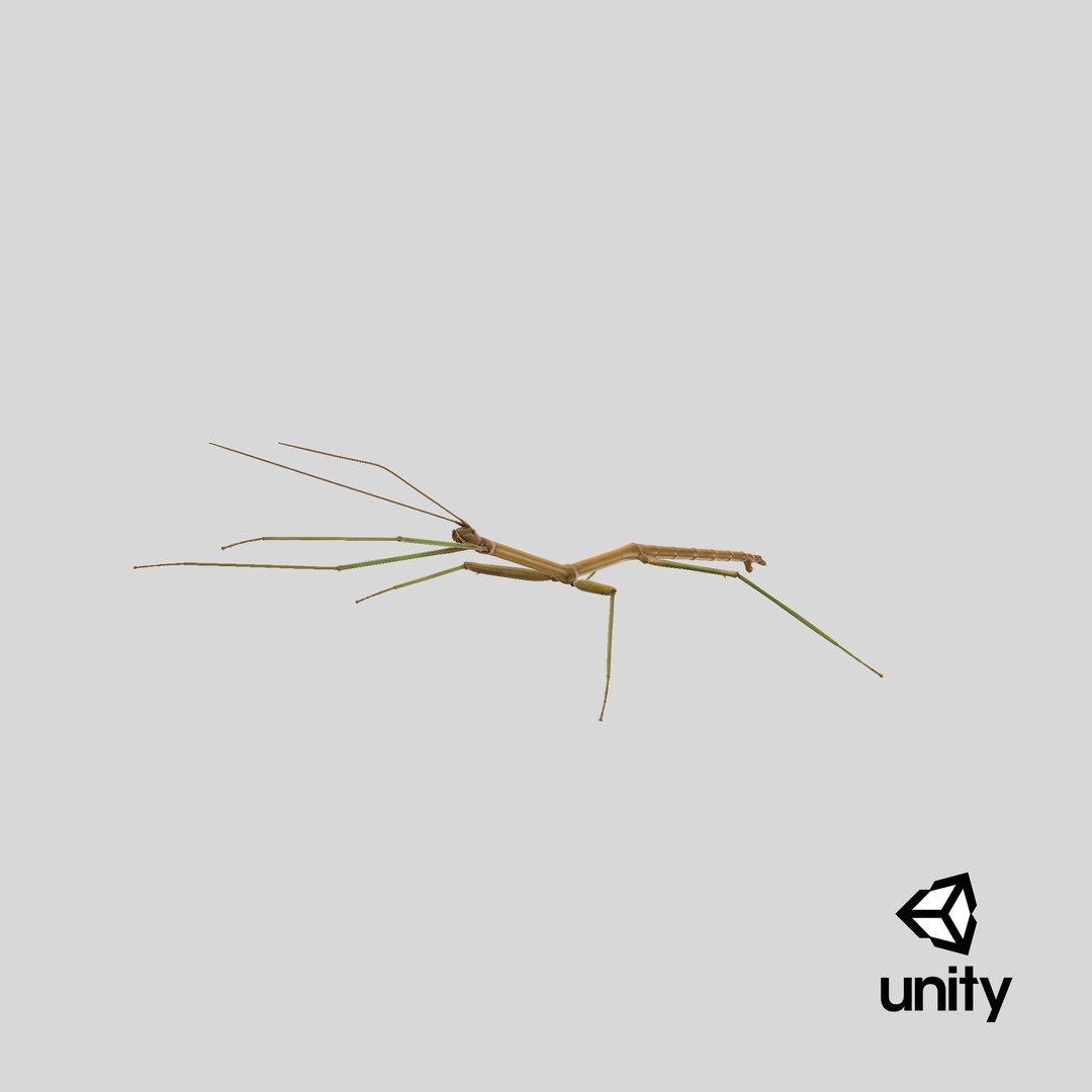 walkingstick standing 3D https://p.turbosquid.com/ts-thumb/J8/KHtHCO/NjR3oiRp/stemcell_unity_render/png/1550251691/1920x1080/fit_q87/4c697b15500ef59a44d1917a26b00ee3ea4a37a0/stemcell_unity_render.jpg