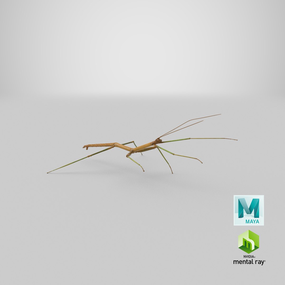 walkingstick standing 3D https://p.turbosquid.com/ts-thumb/J8/KHtHCO/PWFzKt4Q/stemcell_maya_mental_ray_render/png/1568898952/1920x1080/fit_q87/4e4576ead1d0ccc20e6bd2905c72da4f0116e445/stemcell_maya_mental_ray_render.jpg
