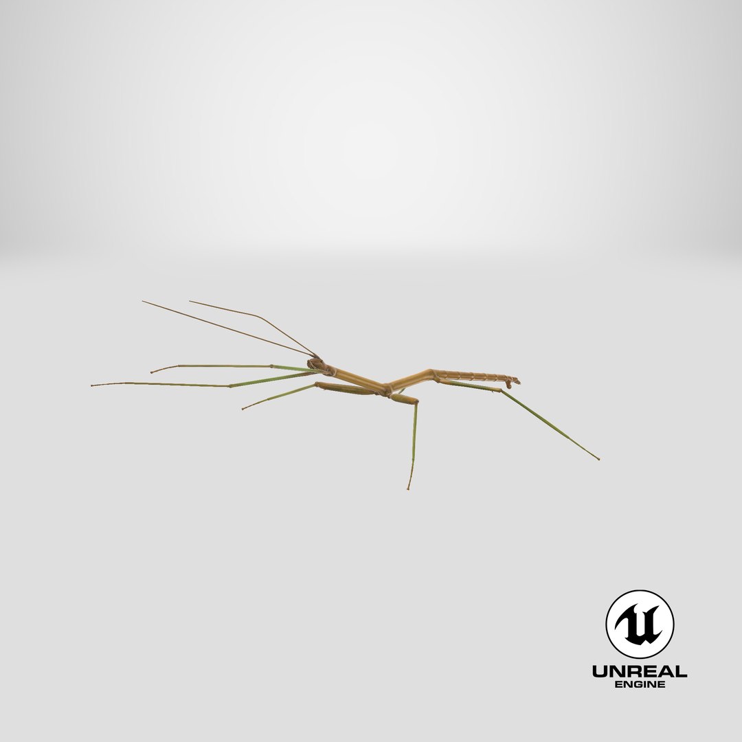 walkingstick standing 3D https://p.turbosquid.com/ts-thumb/J8/KHtHCO/bwTeKaMs/stemcell_unreal_render/png/1550251689/1920x1080/fit_q87/cd1e45957bae6e0158bc718a9b6fa04cc669159e/stemcell_unreal_render.jpg