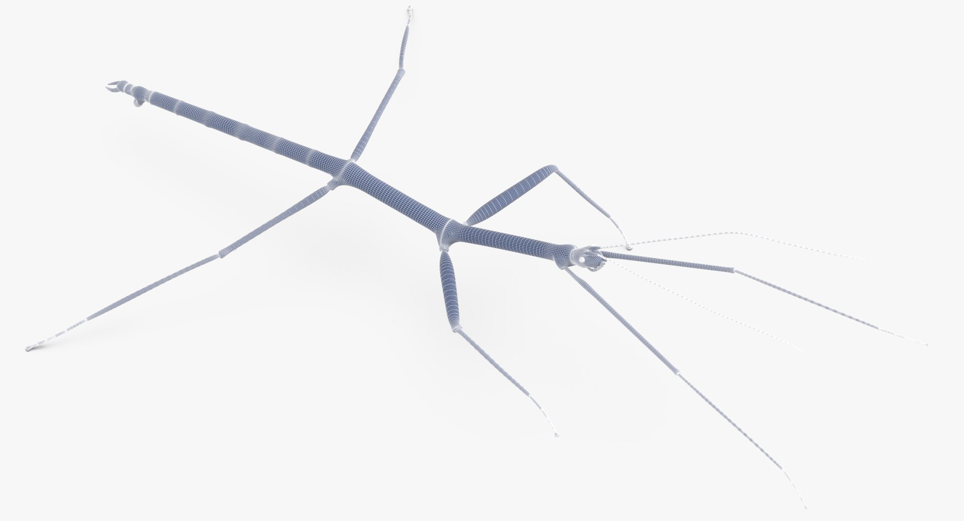 walkingstick standing 3D https://p.turbosquid.com/ts-thumb/J8/KHtHCO/gjowKHkX/walkingstick_standing_wireframe_01_0005/jpg/1549463335/1920x1080/fit_q87/6c620c7fdc1ca5bc96992d3d9605c1e5c53d45c6/walkingstick_standing_wireframe_01_0005.jpg