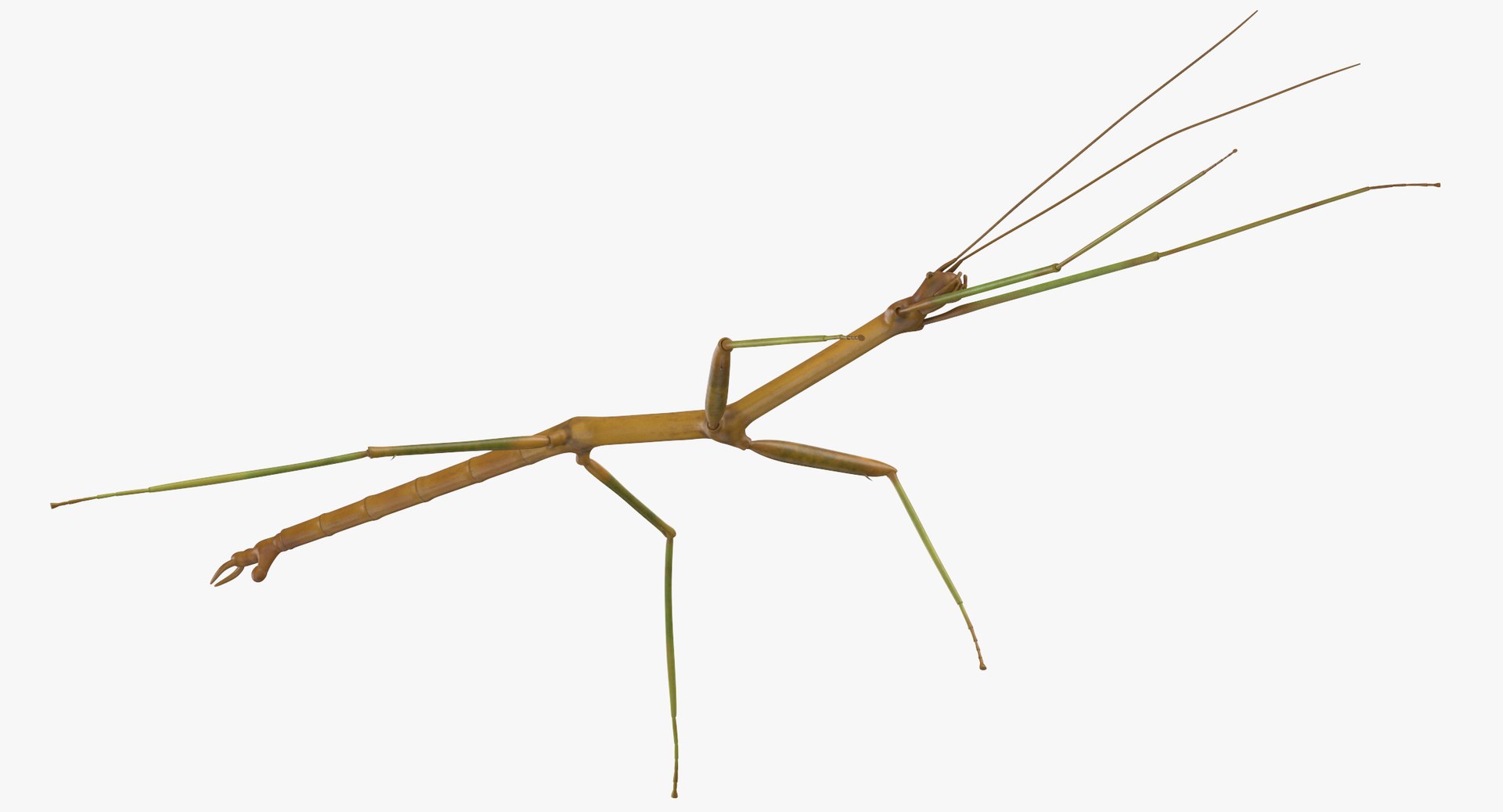 walkingstick standing 3D https://p.turbosquid.com/ts-thumb/J8/KHtHCO/jjNHYNmo/walkingstick_standing_thumbnail_0007/jpg/1549463335/1920x1080/fit_q87/08a098e10700098d6ab916db5c1841302d570bc7/walkingstick_standing_thumbnail_0007.jpg