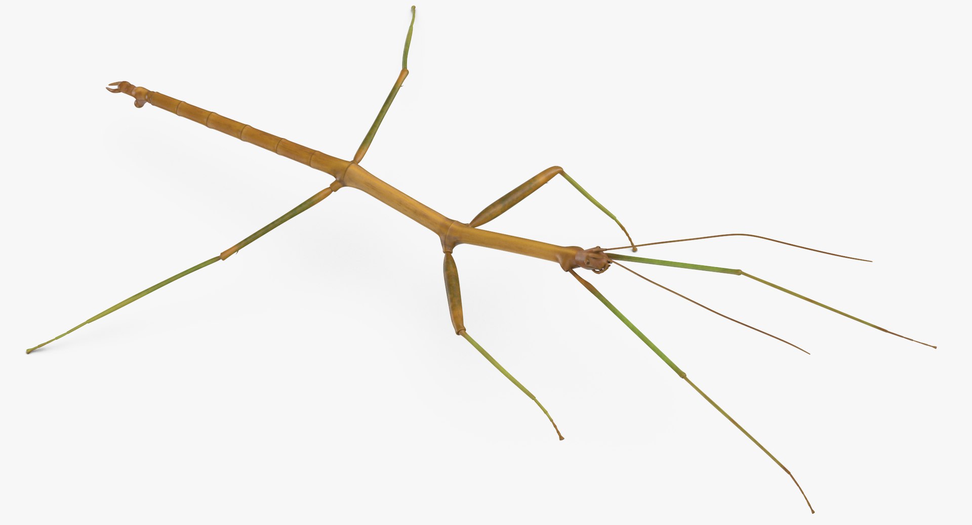 walkingstick standing 3D https://p.turbosquid.com/ts-thumb/J8/KHtHCO/nGnWAGhU/walkingstick_standing_thumbnail_0005/jpg/1549463334/1920x1080/fit_q87/ba33d9ea1a81e8daa776fc4c40ca59ddc49cfa91/walkingstick_standing_thumbnail_0005.jpg