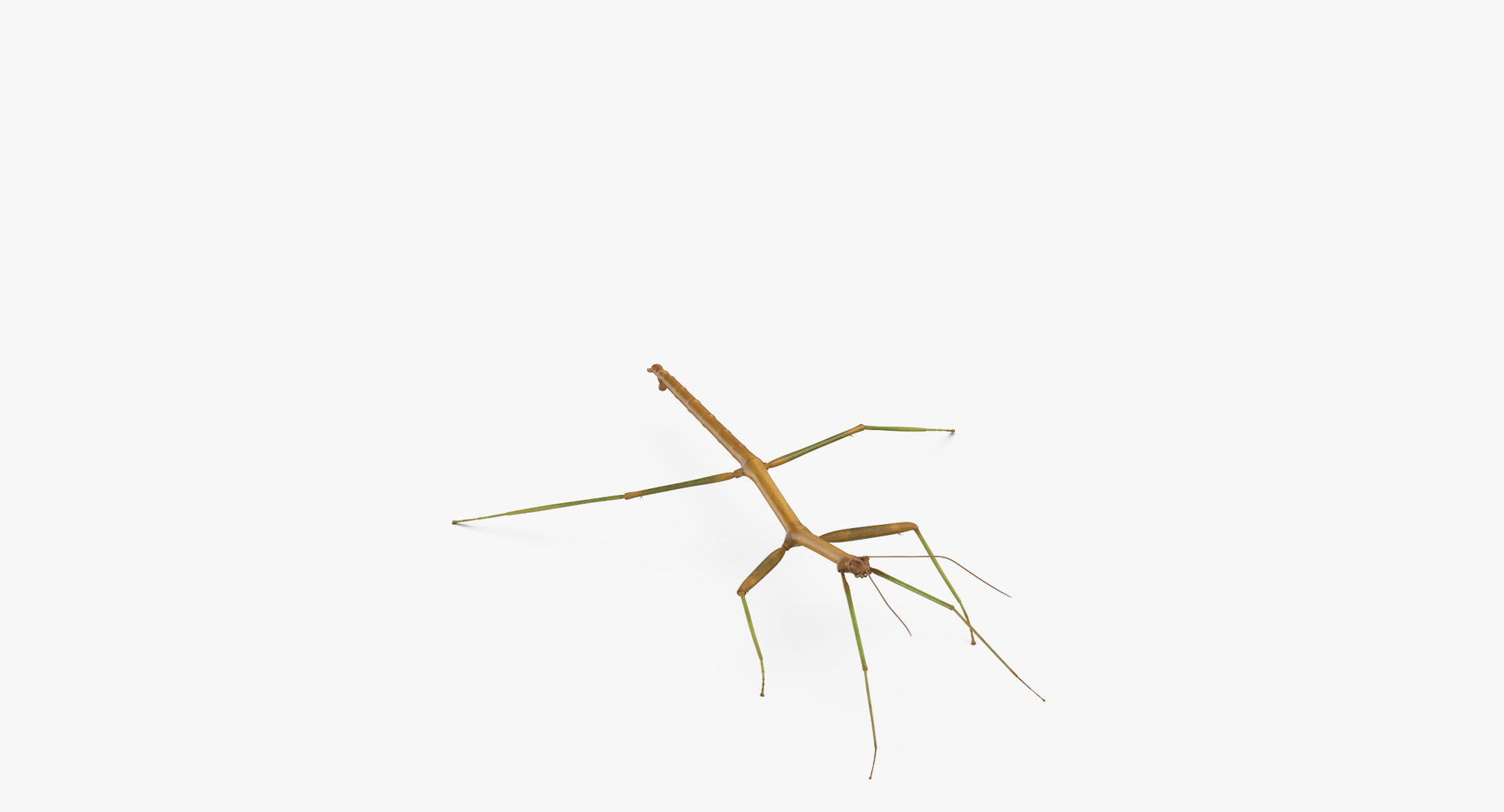 walkingstick standing 3D https://p.turbosquid.com/ts-thumb/J8/KHtHCO/uPDXRdLt/0000/jpg/1549463377/1920x1080/turn_fit_q99/a50e0c33640edfad197df7370deeab24e458fced/0000-1.jpg