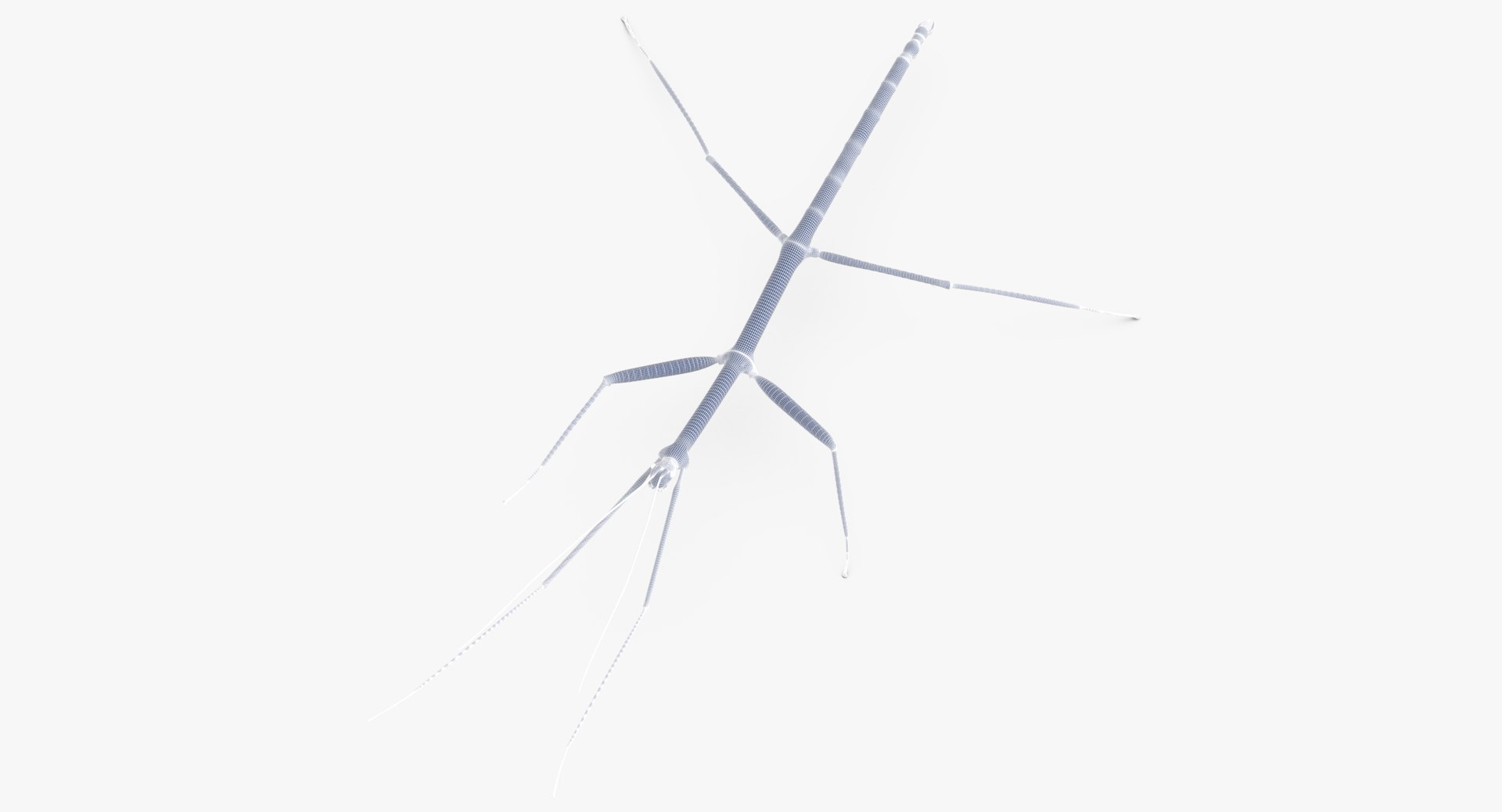 walkingstick standing 3D https://p.turbosquid.com/ts-thumb/J8/KHtHCO/xickQfiT/walkingstick_standing_wireframe_01_0004/jpg/1549463335/1920x1080/fit_q87/3201dcc1d7cee495ee83531ed0861ead19826221/walkingstick_standing_wireframe_01_0004.jpg