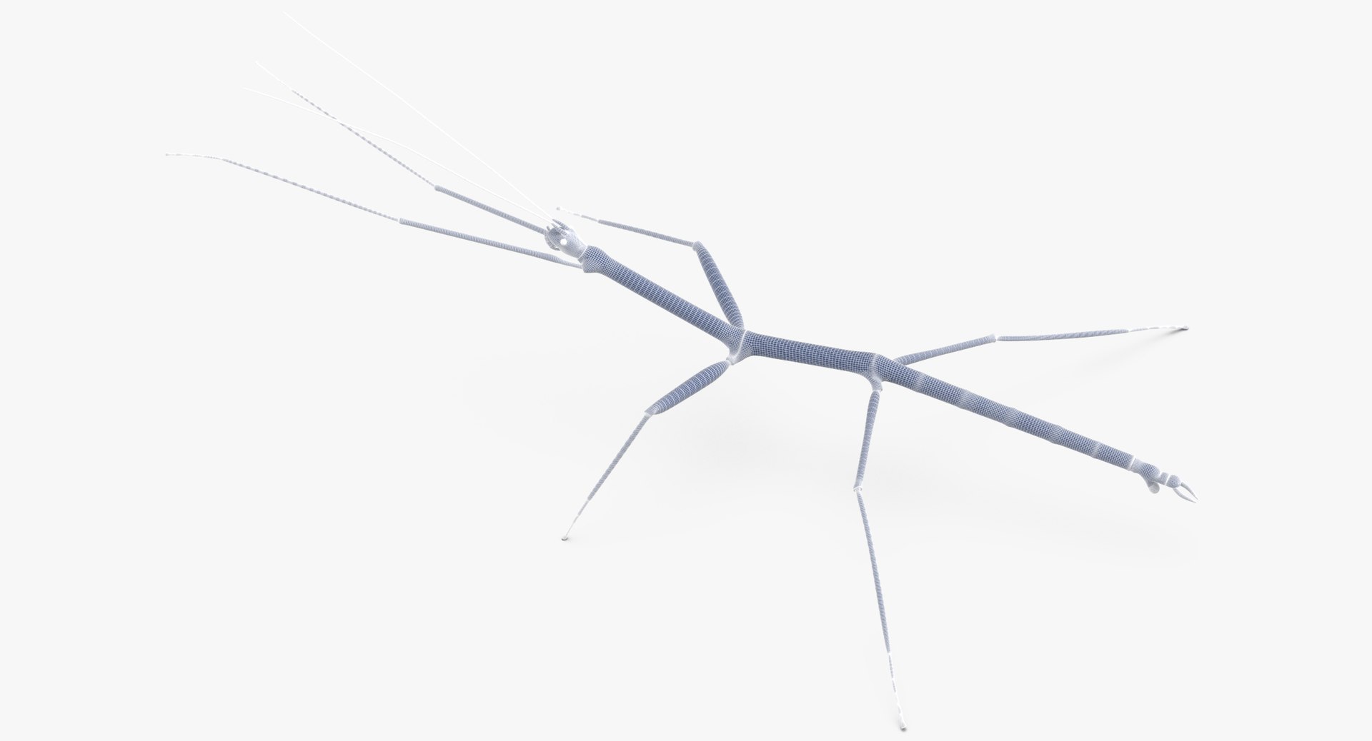 walkingstick standing 3D https://p.turbosquid.com/ts-thumb/J8/KHtHCO/y2b1QNL6/walkingstick_standing_wireframe_01_0006/jpg/1549463335/1920x1080/fit_q87/d4287efd346dd9cfa4bb8d63350232624a230abc/walkingstick_standing_wireframe_01_0006.jpg