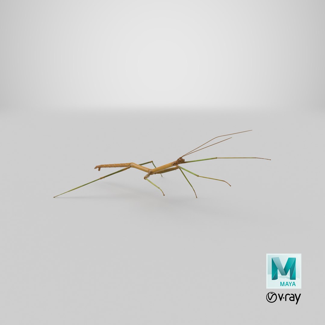 walkingstick standing 3D https://p.turbosquid.com/ts-thumb/J8/KHtHCO/zqRLRayO/stemcell_maya_vray_render/png/1568898956/1920x1080/fit_q87/3ceb1fd4c8aa4fec3062f4073ca4a3fa43a9129f/stemcell_maya_vray_render.jpg
