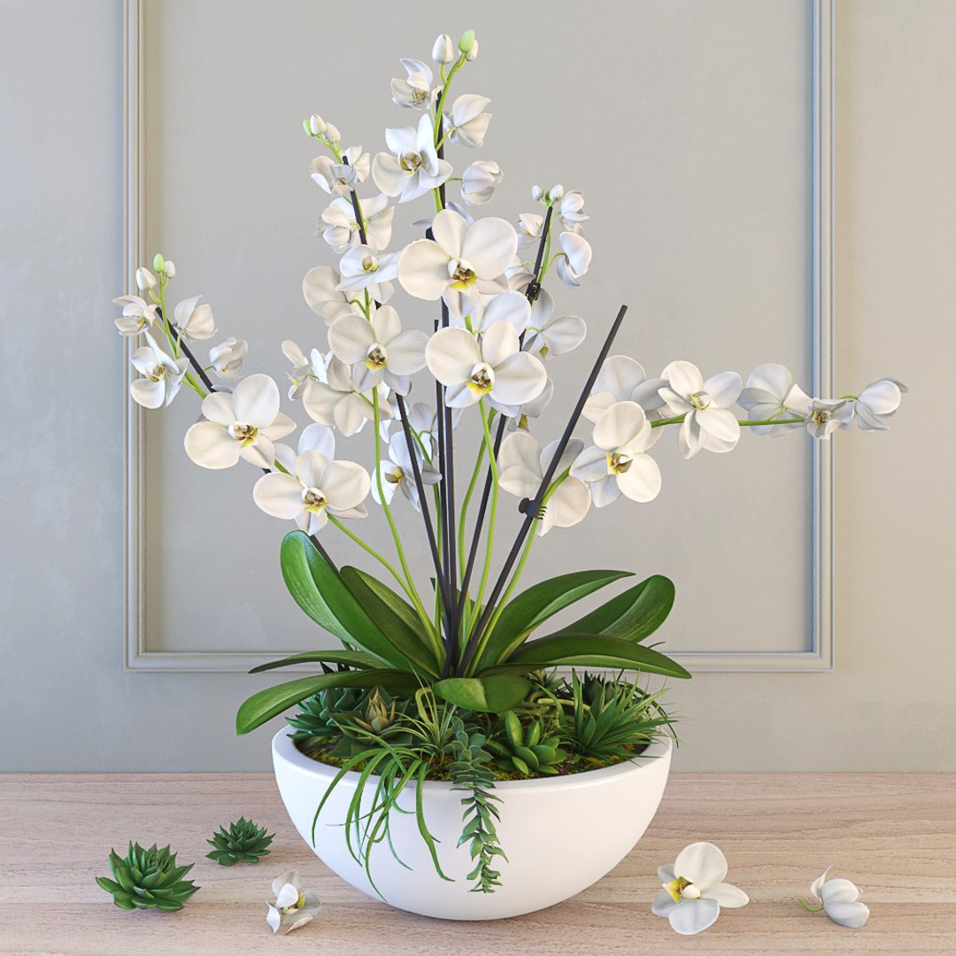 3d Orchid Model