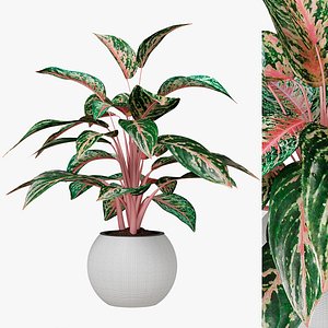 Aglaonema Infinity Indoor plant 3D model